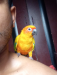 Sun conure female